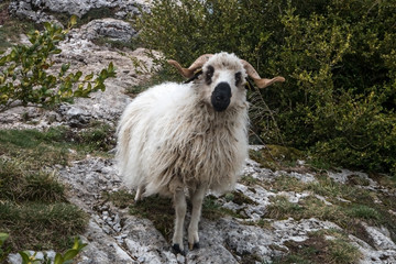 Mouton blanc sur le sentier