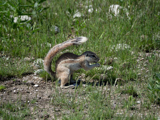 Ground Squirrel Eating Nut