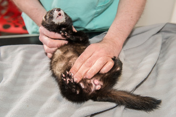 La consultation vétérinaire pour le furet,  nacs,  est très importante pour la santé de cet animal de compagnie carnivore le furet aime les cachettes dans sa cage.