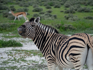 Funny Zebra Grimace