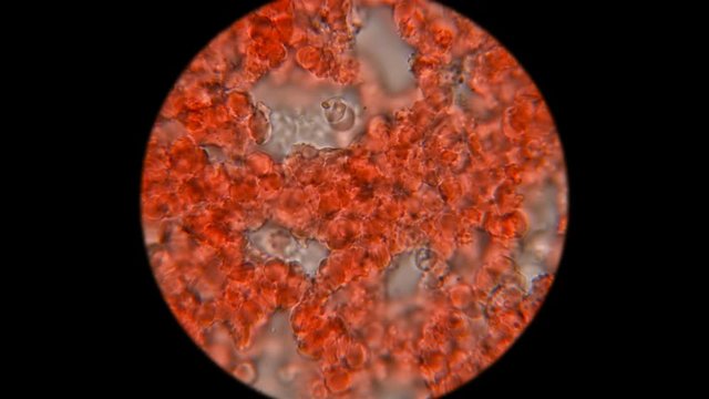 blood of a dog under a microscope