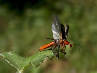 The bug on the list is trying to fly
