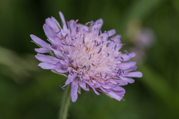 Macro einer Wiesenscabiosenblüte