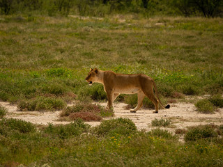 Hunting Female Lion