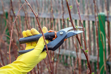 Close up of pruning of dry raspberry branches