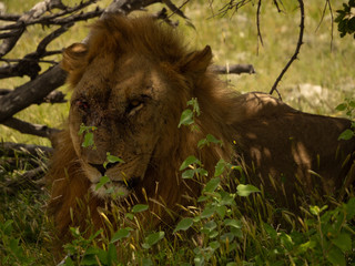 Lion - Brutal Nature