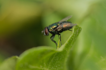 Echte Fliege sitzt auf einem Blatt