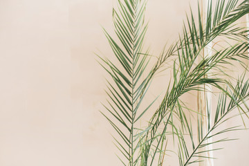 Tropical palm leaves on pale pastel beige background. Minimal lifestyle concept.