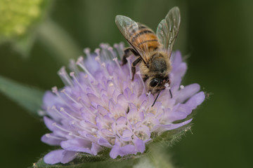 Biene sammelt Nektar an einer Scabiose