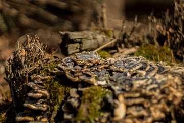 Mech © Patryk Choniawko