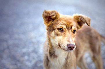 Cute young dog with big ears curious while looking away