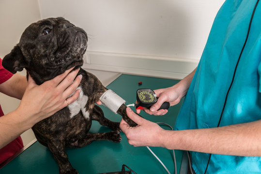 v&eacute;t&eacute;rinaire, hypertension art&eacute;rielle chez le chat  et le chien est une maladie cardiovasculaire mesurer avec le tensiom&egrave;tre.