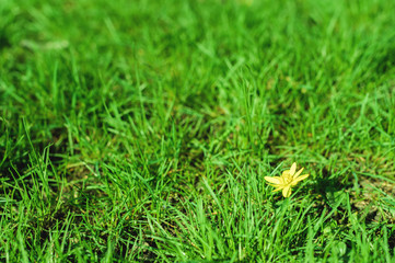 Spring-summer background a few yellow flowers on a bright green grass lawn