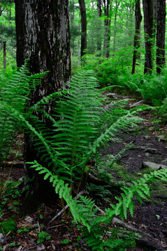 Large Fern at Base of Tree in Forest