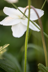 Obraz premium anemone