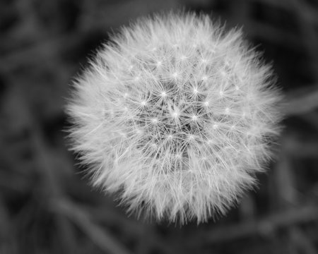Dandelion Seed Head in Black and White