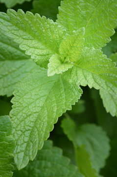 Herb in Garden