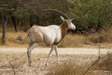Oryx algazelle, Oryx dammah