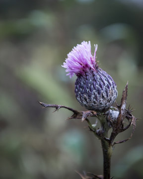Fall Blooming Purple Flower Bud
