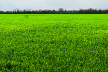 Image of a landscape of a green grass or wheat field. The concept of serenity of ecology and spring