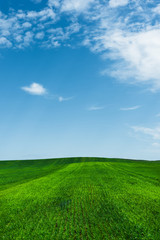 A green wheat field against a blue sky with clouds. Juicy Ful Color Green