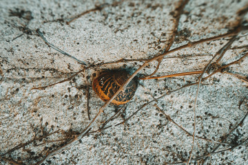  snail on a cement wall