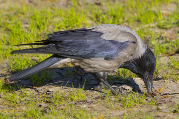 The crow walks along the green field.