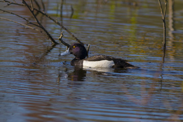 Crested ducks swim in the lake in the spring.