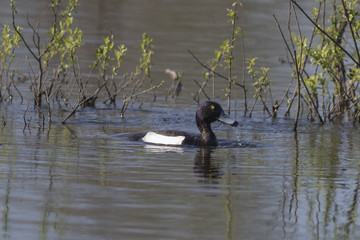 Crested ducks swim in the lake in the spring.
