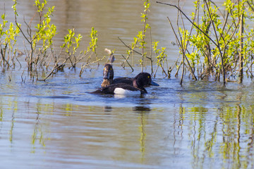 Crested ducks swim in the lake in the spring.