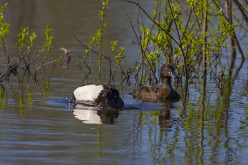 Crested ducks swim in the lake in the spring.
