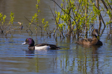 Crested ducks swim in the lake in the spring.