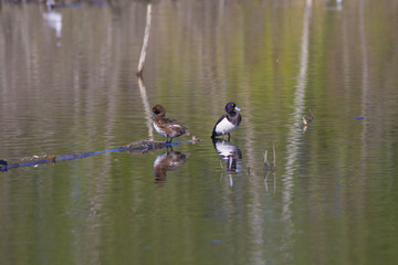 Crested ducks swim in the lake in the spring.