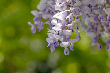 Wisteria blossoms flowers blooming under a sunny blue spring sky