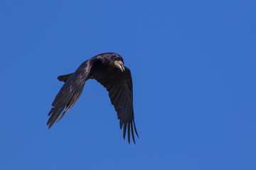 Flying rook on a background of blue sky.