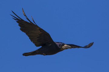 Flying rook on a background of blue sky.