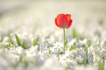 Obraz premium Red tulip stands out from the hyacinths flowers fields to get all the sunset lights at Lisse, Netherlands.