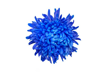 Single Deep Blue Chrysanthemum Flower Isolated over White Background. Beautiful Dahlia Flowerhead Macro