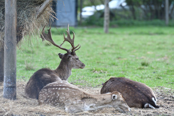 Fallow deer sitting and eating hay at fodder rack