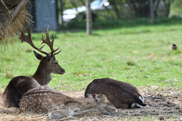 Fallow deer sitting and eating hay at fodder rack