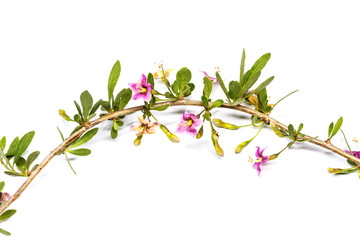 Lycium barbarum flowers on white background