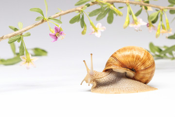 snail and goji flowers on a white background
