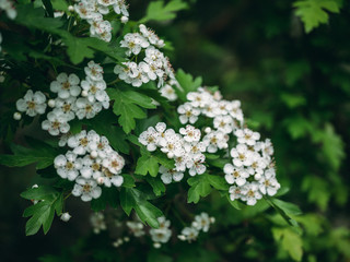 Hawthorn tree, white flowers blossom on spring green nature background