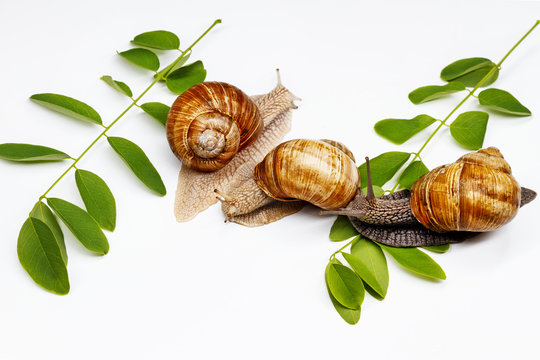three snails and green leaves on a white background