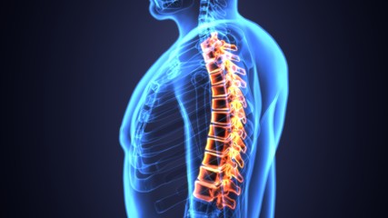 3D Illustration of Spinal cord (Thoracic Vertebrae) a Part of Human Skeleton Anatomy