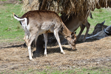 Fallow deer sitting and eating hay at fodder rack