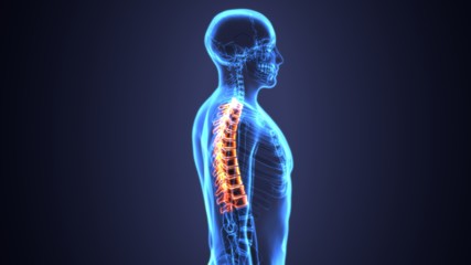 3D Illustration of Spinal cord (Thoracic Vertebrae) a Part of Human Skeleton Anatomy - obrazy, fototapety, plakaty