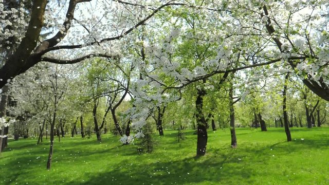 White Flowering Apple Trees In Spring In The Garden Slowly Falling Petals