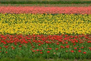 Fototapeta premium Tulip in Holland