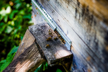 Hives in an apiary with bees flying to the landing boards. Apiculture